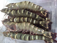 Tôm sú khổng lồ Bến Tre